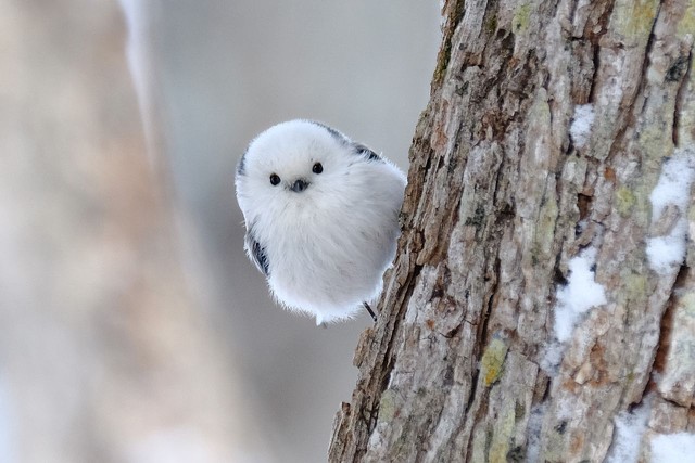 雪の妖精 かわいすぎる野鳥 シマエナガのインスタ画像10選 悟り人のブログ